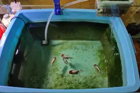 鱼缸的藻类确实是个好东西，对水质而言，成也是它们败也是它们图片