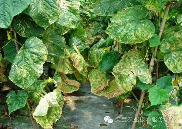 杀菌剂混用配方及注意事项！