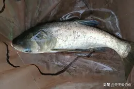 手竿钓鲢鳙的4大秘诀，常用这些老招数，鲢鳙就是最好钓的鱼图片