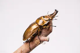 干得漂亮！我国海关成功截获“黄金锹”，这到底有多可怕？图片