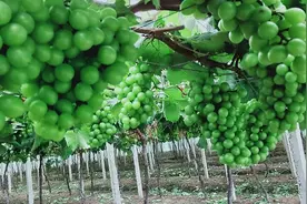 葡萄采收后如何管理？图片