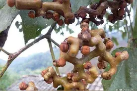 童年的回忆，果实很丑，殊不知是解酒良方，碰到请珍惜图片