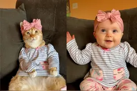 橘猫帮主人带小孩，被迫穿同款衣服比美，网友：橘猫的表情赢了图片