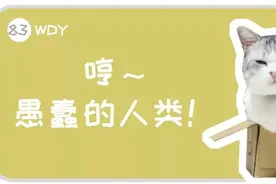 猫咪为什么不喜欢睡猫窝？新手养猫别乱花钱，了解猫的习性是关键图片