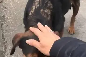 流浪母狗为报答好心人，将自己的孩子送到他面前，网友：知恩图报图片