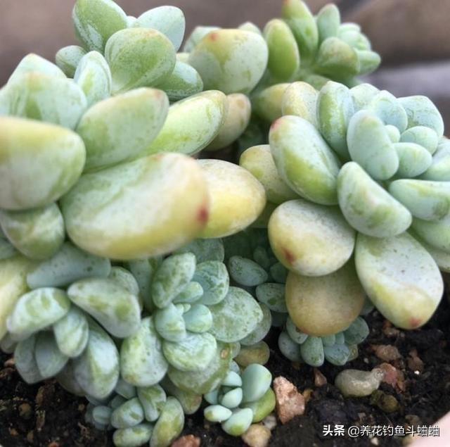 懒人萌肉劳尔,一埋一晒,爆盆群生,还自带甜甜的果香味