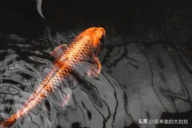 锦鲤的生长速度到底有多快？可以长到多大？图片