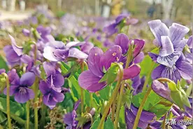 奉上狮城赏花攻略 带领大家进入“花花世界”图片