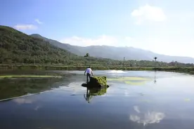 当光坡千禧圣女果撞上香水澳龙，DUANG！图片
