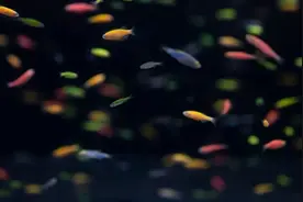 我慌了！鱼缸里突现白色线状蠕虫—蛋白虫，该怎么处理？图片