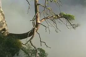 猴子的实验图片