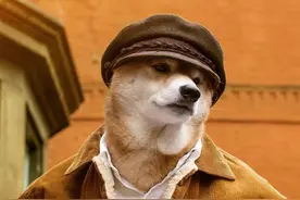 天气逐渐暖和了，跟帅气柴犬学一下穿衣搭配吧图片