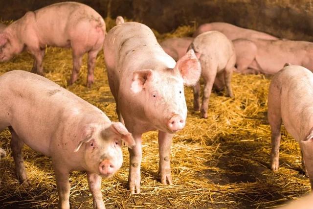 非洲猪瘟全面防控要点解析，明确这5大点