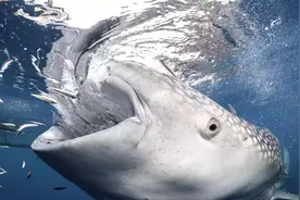 体重可达12000多公斤，寿命百年，深海中最大的鱼类：鲸鲨图片