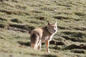 西藏十大珍稀的野生动物图片