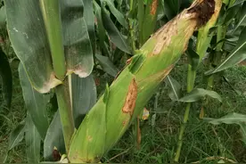 这个玉米品种抗病又抗倒，最高亩产达2275.4斤，适合哪里种植图片