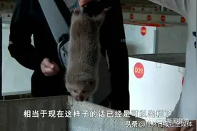 广西竹鼠年产值超过20亿元，产量占全国一半以上，竹鼠产业是去还是留？图片