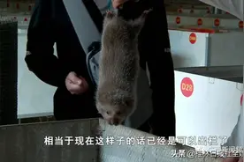 广西竹鼠年产值超过20亿元，产量占全国一半以上，竹鼠产业是去还是留？图片