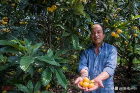 “中国枇杷之乡”杭州塘栖迎大丰收，农民却开始犯愁，请网友支招图片