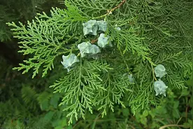 中药古今研究：侧柏叶图片