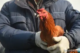 有公司找农民养鸡，提供设备包回收，还给予补贴，是馅饼还是陷阱图片