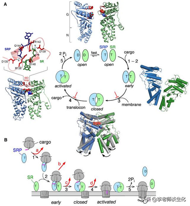 信号肽与新生肽链的运输和加工（一）