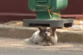 深情狗狗苦苦等待主人10年，却不知自己早已被抛弃，让人泪目图片