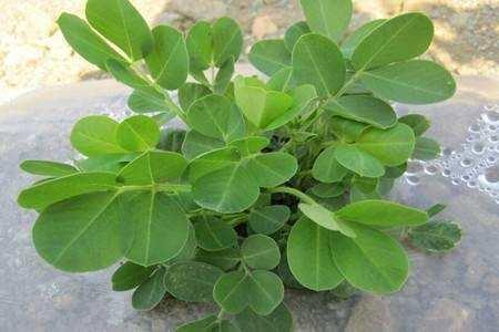 农民种花生，关于使用花生三遍药，给大家一些建议