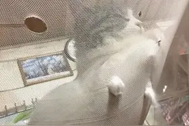 女子被蚊子咬了一整晚，隔天起床后明白了：你是被派来当卧底的吧图片