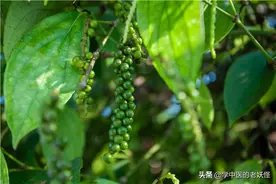 每日一中药——胡椒图片