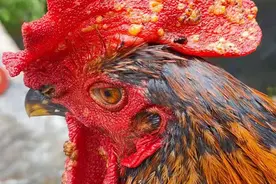 鸡痘来了，这个土方法老农最喜欢用了图片