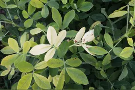 花生叶子为何会发黄？如何防治花生黄叶病？图片