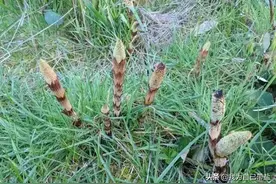 世界上最贪财的植物，矿工通过它来确定金矿的位置，中国也有分布图片