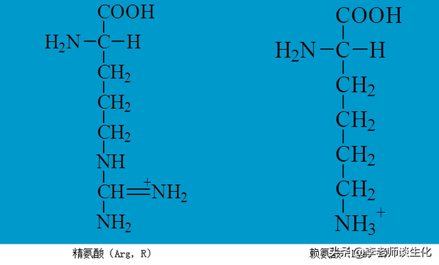 基本氨基酸的一些基本知识：结构、特点与记忆方法（五）