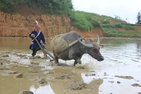 牛胃打开后发现大量“水蛭”，人若误食水蛭，身体会被掏空吗？图片