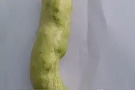 黄瓜长瘤子，鼓包不平，这是咋回事图片