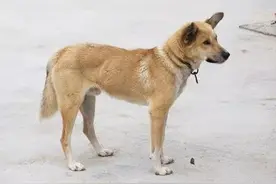 如果被狗咬了，该怎么办？图片