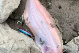 南通长江段，多人钓获“无眼怪鱼”，似鱼似虫图片