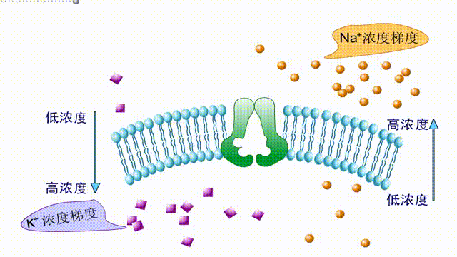 中学生物精美GIF动图来啦