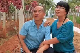 按粒卖的葡萄新品种"妮娜皇后"，让他一年狂赚40多万图片