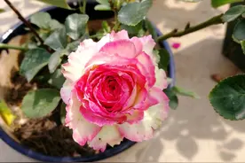 月季在夏季冒出很多新芽，怎么摘芽，撸光老叶可以吗？图片