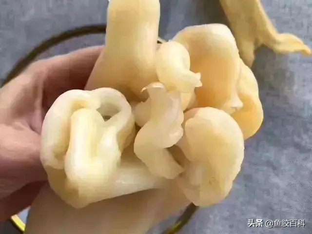 花胶的烹煮方法 2026年花胶的烹煮方法有哪些