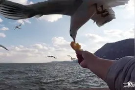 昆明之旅最后一站，海埂公园看来自西伯利亚的红嘴海鸥视频封面