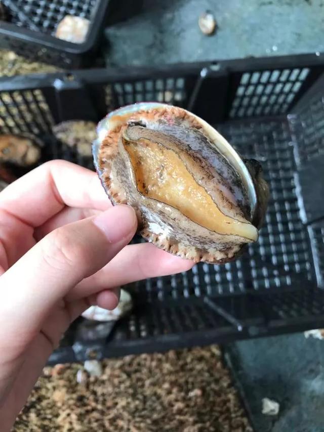 从宴会顶流到平民食材，鲍鱼这些年经历了什么？