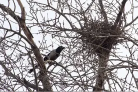俗话：“家有三种鸟，无喜也添财”，指哪三鸟？喜鹊算不上图片