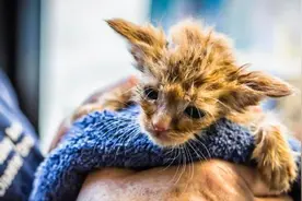 美国喵星人网络走红，耳朵尖尖横向生长，模样可爱像“尤达大师”图片