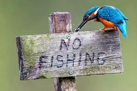 一条鱼没钓到，钓友被打出熊猫眼，围观者说：活该图片