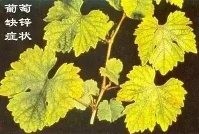 銆屽啘鍖栫鏅€嶆鐗╃己绱犲師鍥犲強 妞嶇墿缂虹礌鐥囩姸瀵圭収琛? onerror=