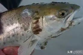 触目惊心！你之前吃的可能是这样的三文鱼，皮肤溃烂、生长畸形图片