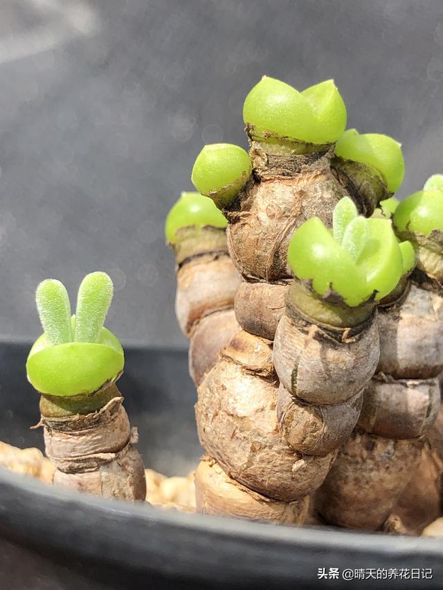 这么可爱的小兔子居然是多肉?2个小耳朵好萌,秋天养最适合了